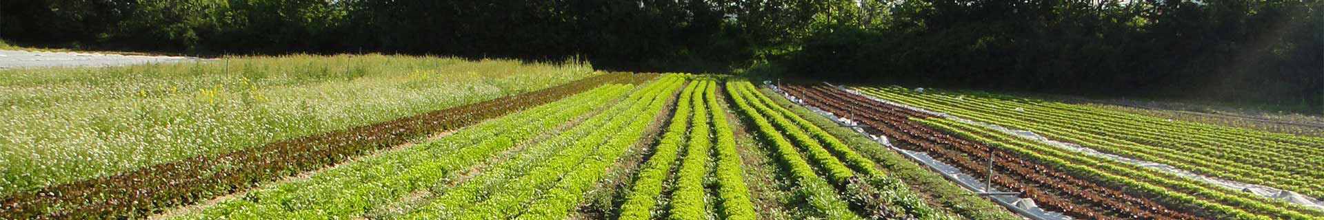 Idées de filets de jardin : 10 façons de protéger vos plantes - tinktube