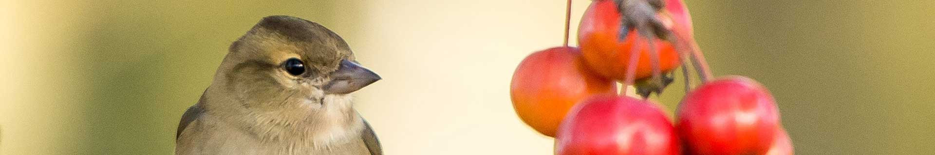 Filet anti-oiseaux d'extérieur, Protection contre les légumes, maille Fine,  contre les moustiques, pour l'entretien des fruits, couverture de  plantation, jardinage