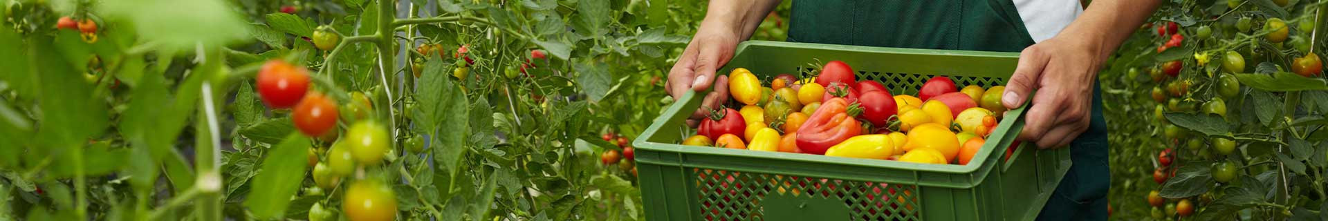 Sac et panier de récolte pour cueillette des fruits | Direct Filet