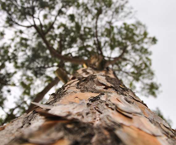 Gaine de protection pour tronc d'arbre : Devis sur Techni-Contact - Gaine  de dissuasion