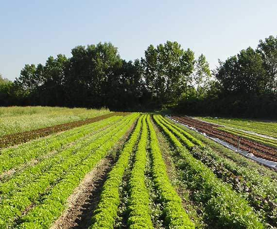 protection cultures et potager