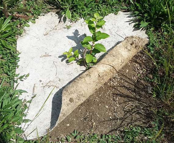 Toile de paillage organique et biodégradable