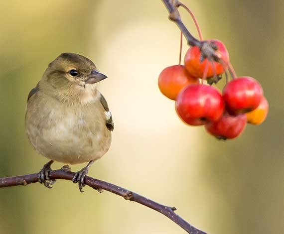 Filet Anti Oiseaux Protection des Cultures