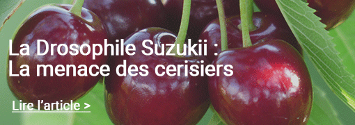 drosophile suzukii